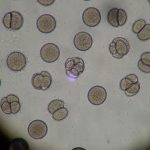Microscope sea urchin egg splitting
